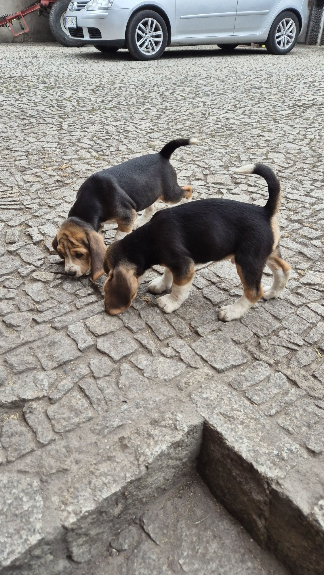 Beagle, piesek z rodowodem