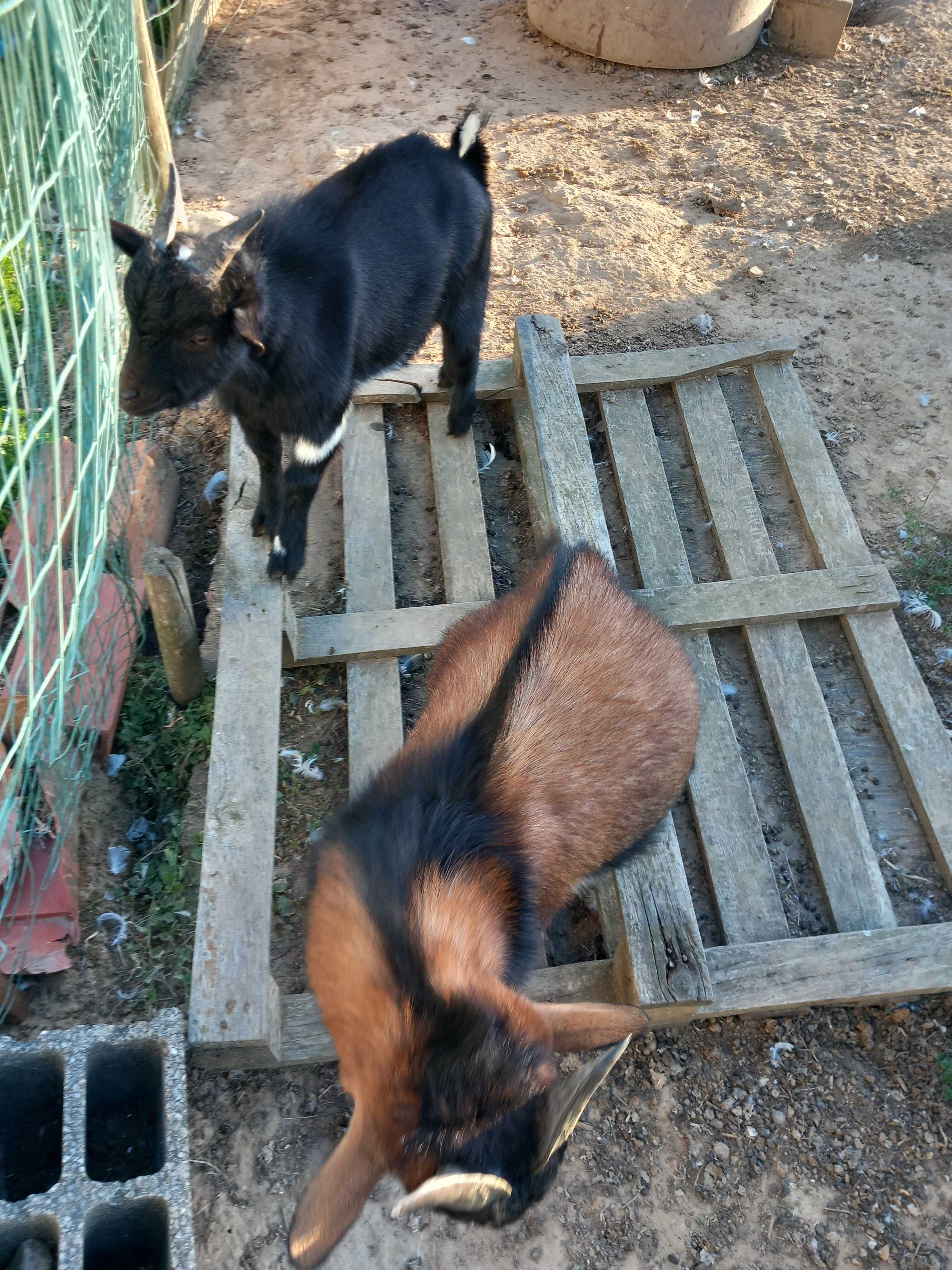 Cabras anãs com 6 meses