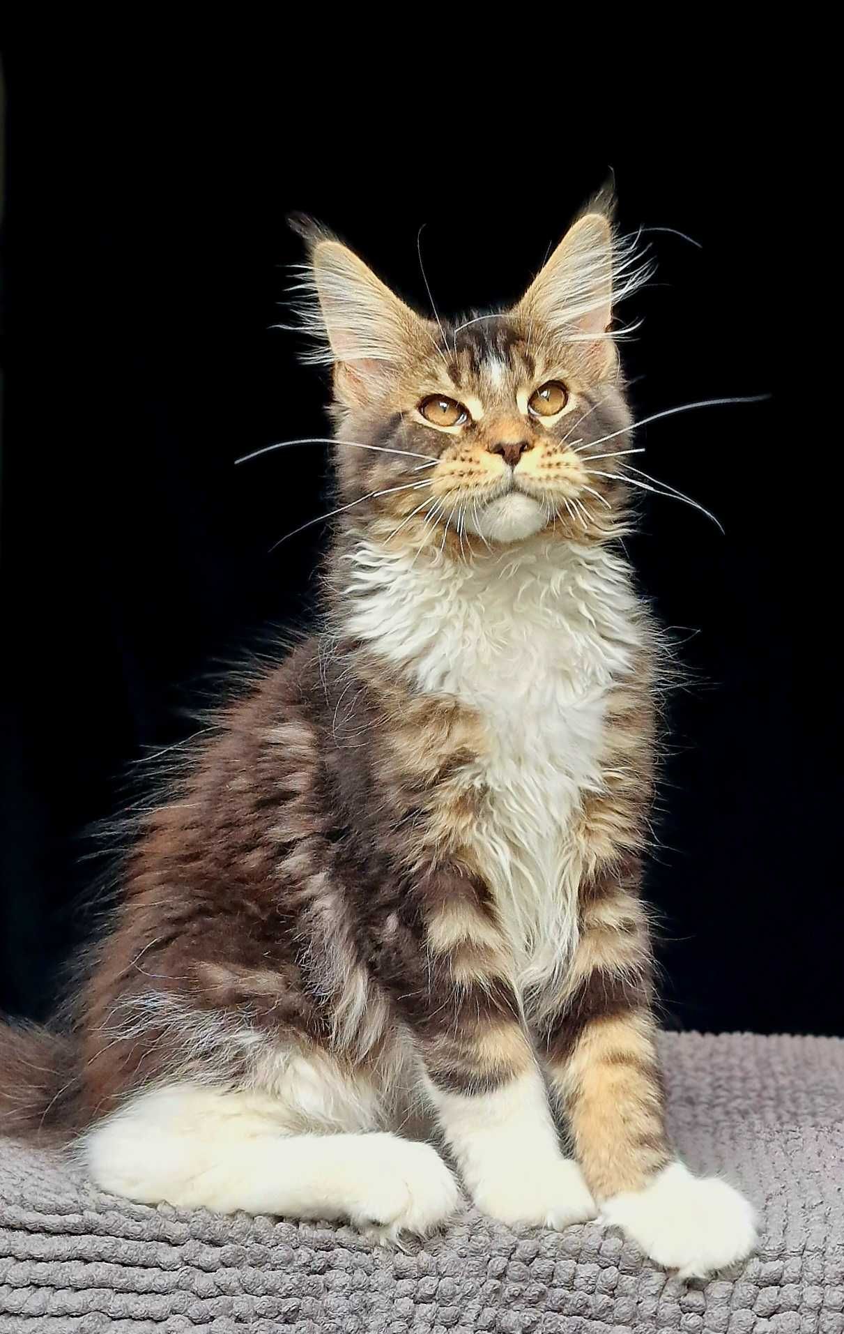 Maine coon, piękny kocur czarny klasycznie pręgowany z białym