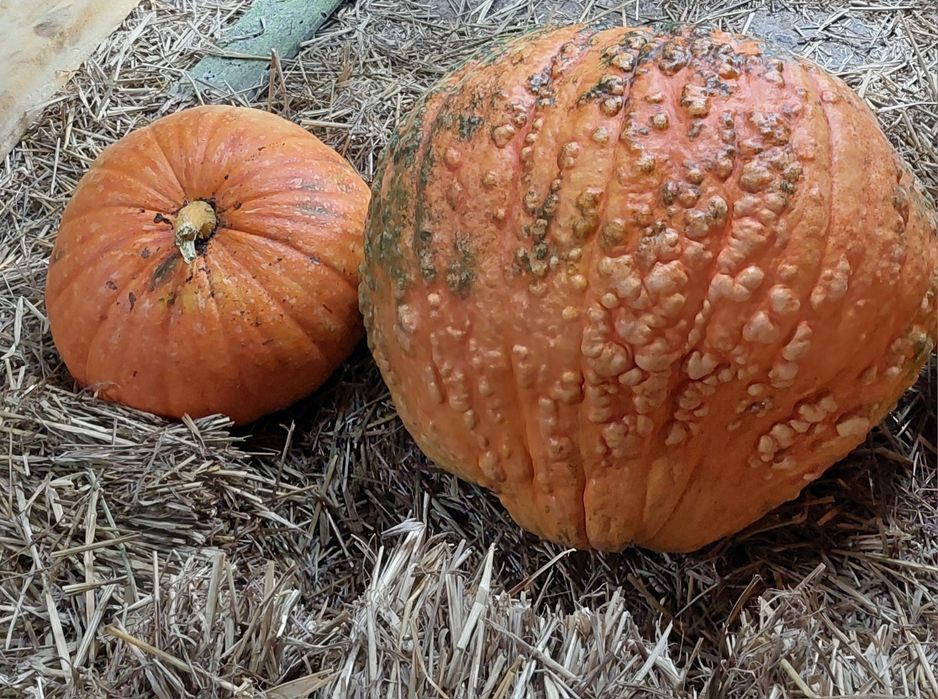 Sprzedam dynie piżmowa i olbrzymia