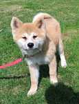 Akita Inu piesek ZkwP FCI