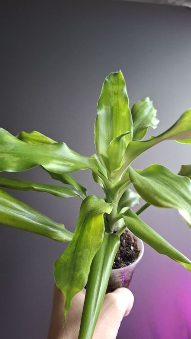 Обменяю Драцену душистую