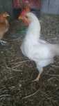 Vendo galos caseiros