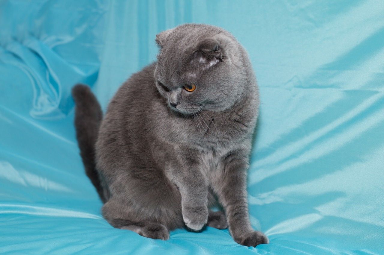 Вязка шотландский скоттиш фолд
