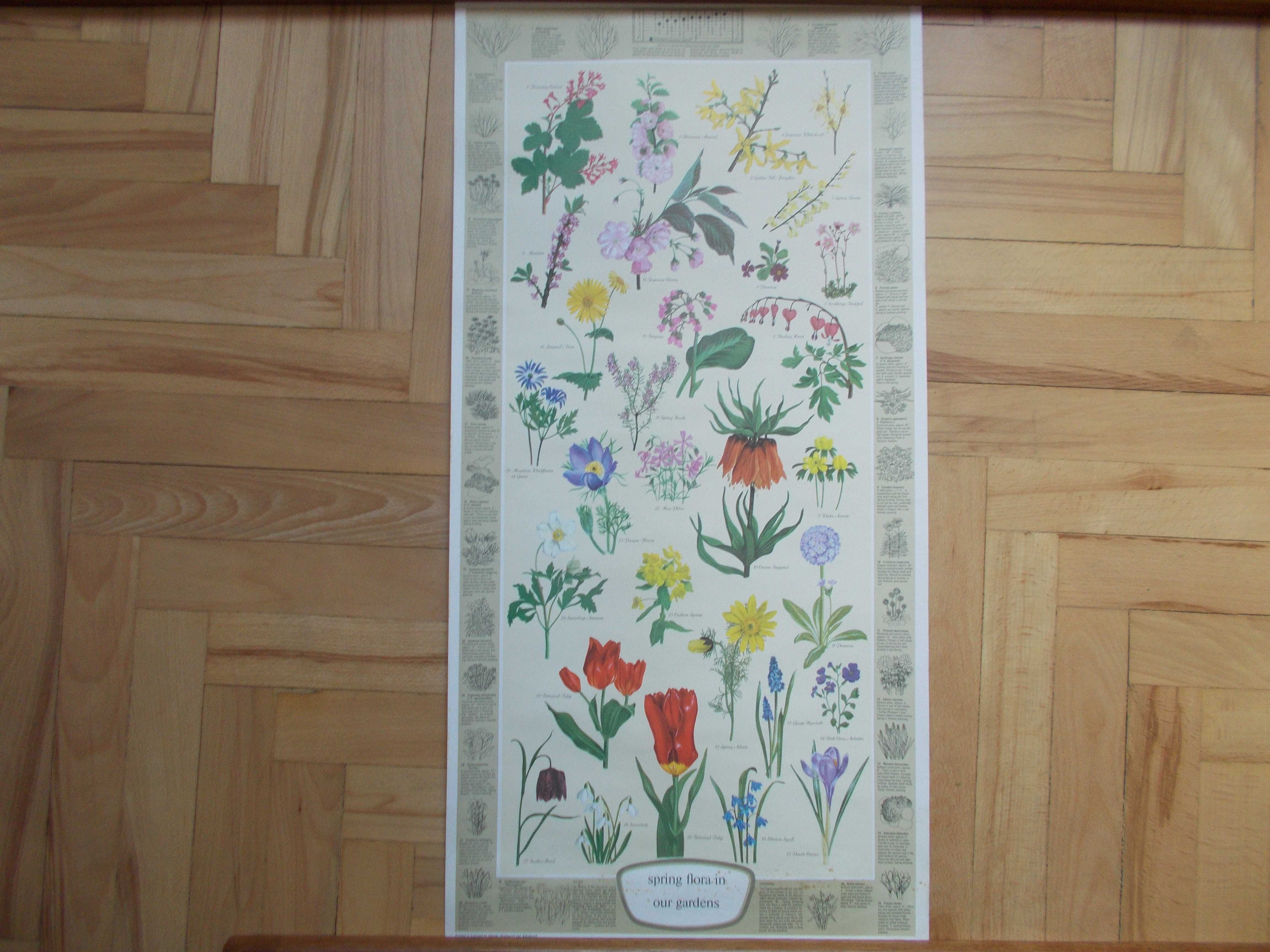 Dekoracyjny duży plakat botaniczny vintage do oprawy - Szkocja