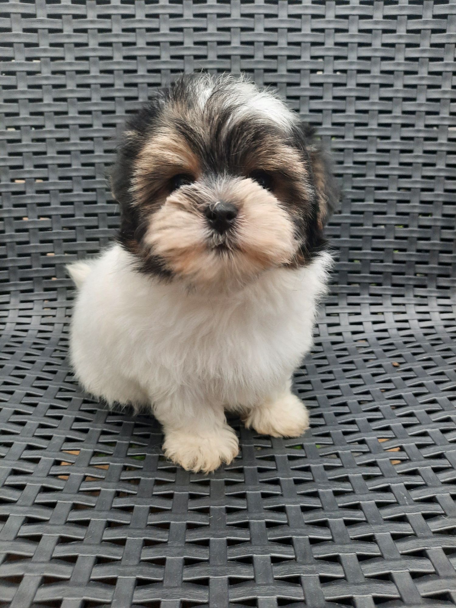 Yorkshire Terrier Biewer samiec