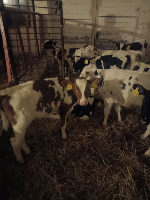 Sprzedam Byczki żarłaki