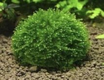 Moss Balls - koszyczek do sadzenia Mchu