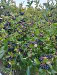 Aronia Tegoroczna
