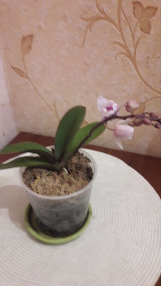 Карликовая орхидея