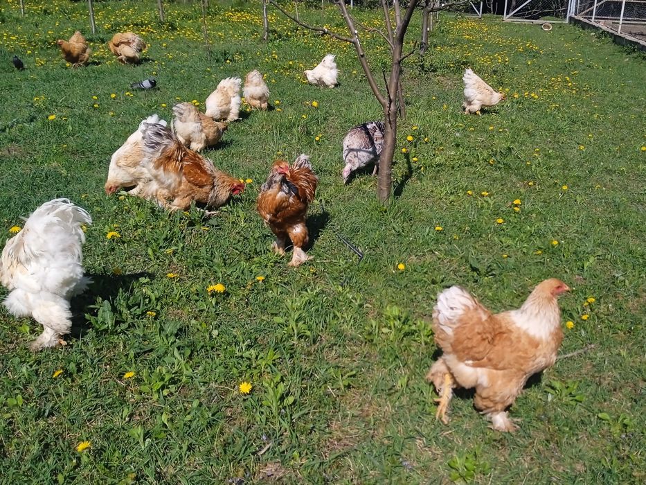 Продам сім'ю Брама лимон