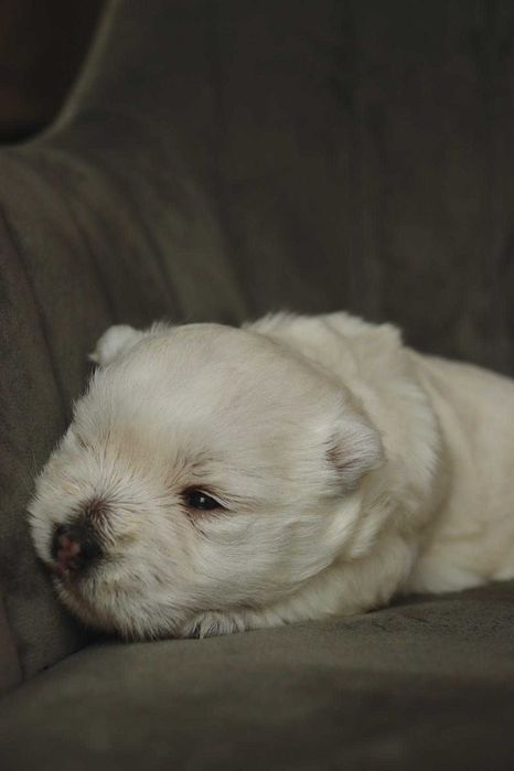 West highland white terrier szczenię z rodowodem bez CMO