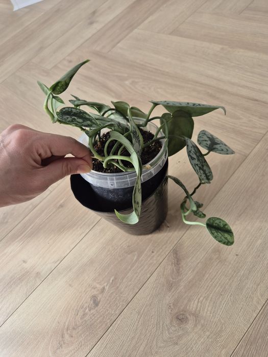 Scindapsus Silvery Ann rozm. M