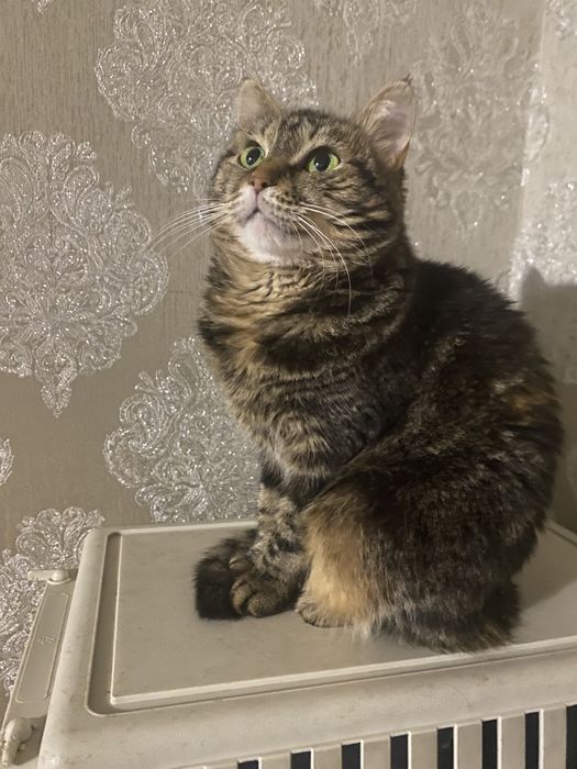 Дівчинка в пошуках родини