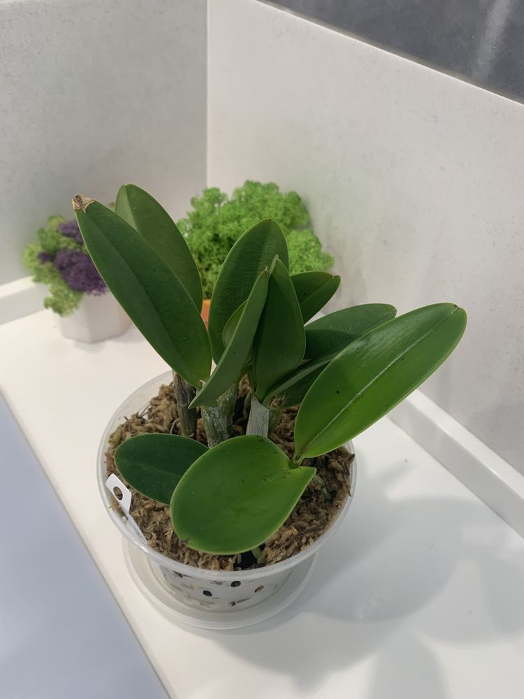 Орхідея mini Cattleya Jairak Cute