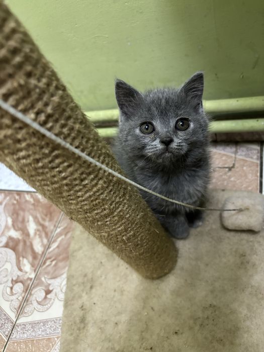 Кошенята породи «Британець» короткошерстні