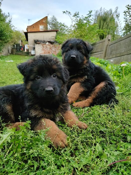 Owczarek Niemiecki Długowłosy m