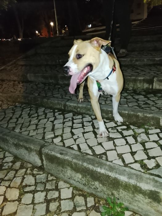 Pitbull fêmea para adoção