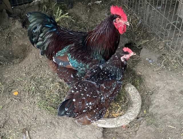 Ovos fecundados e pintos de várias galinhas de raça.