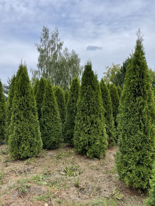 Tuje Szmaragd 320cm ‼️PRODUCENT‼️