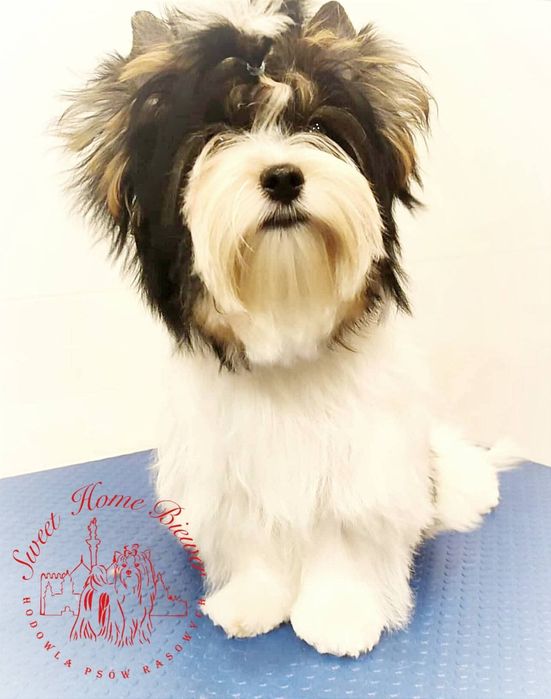 Biewer Yorkshire terrier Yamir, york
