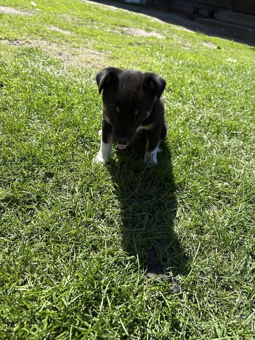 Jack Russell Terrier mieszaniec, Szczeniaki za darmo.