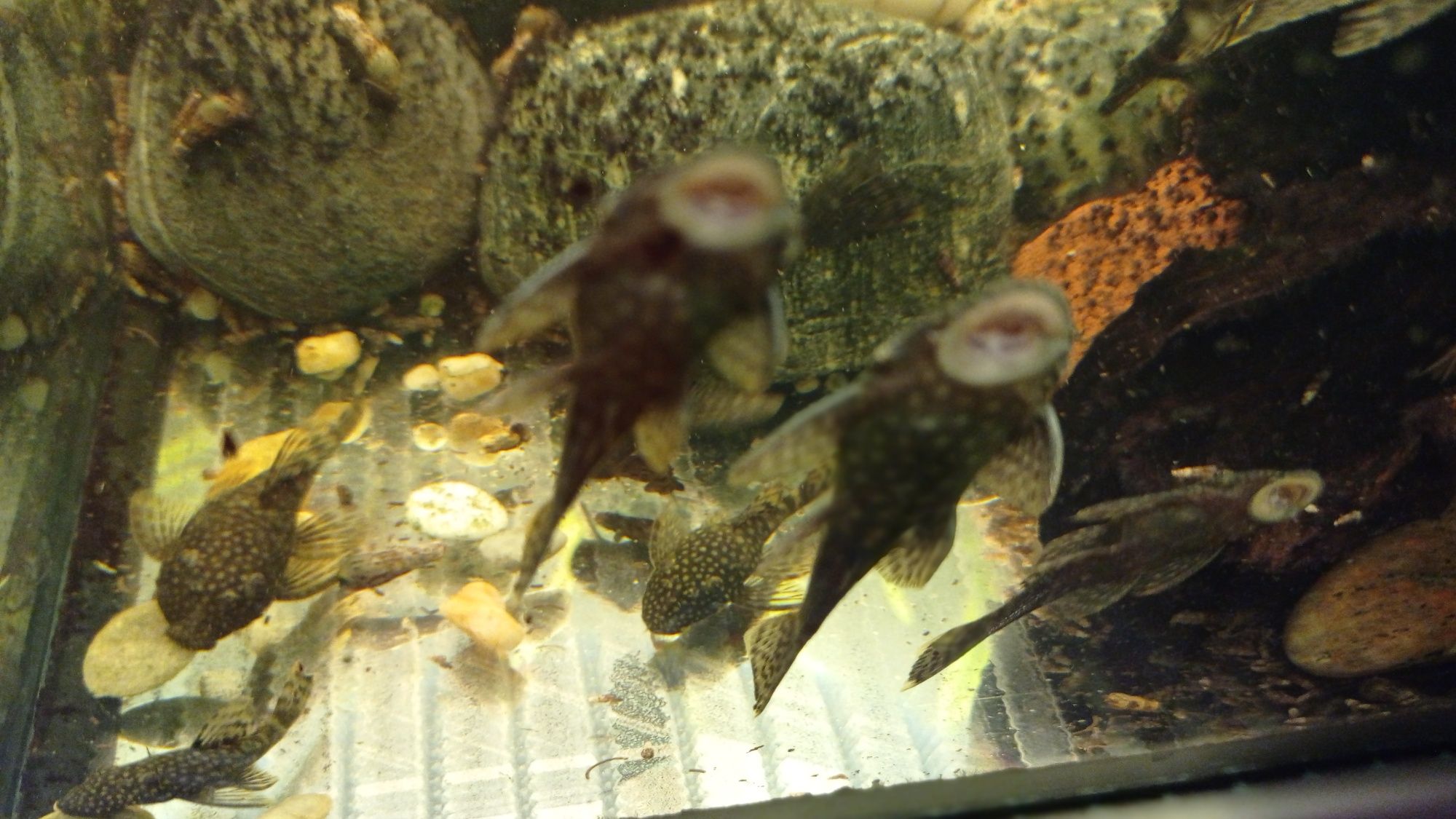 Glonojady ancistrus dolichopterus zbrojnik niebieski