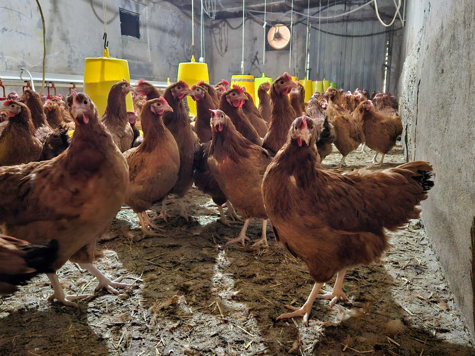 Kury kokoszki nioski  Rosa brązowa odchowana dostawa na miejsce