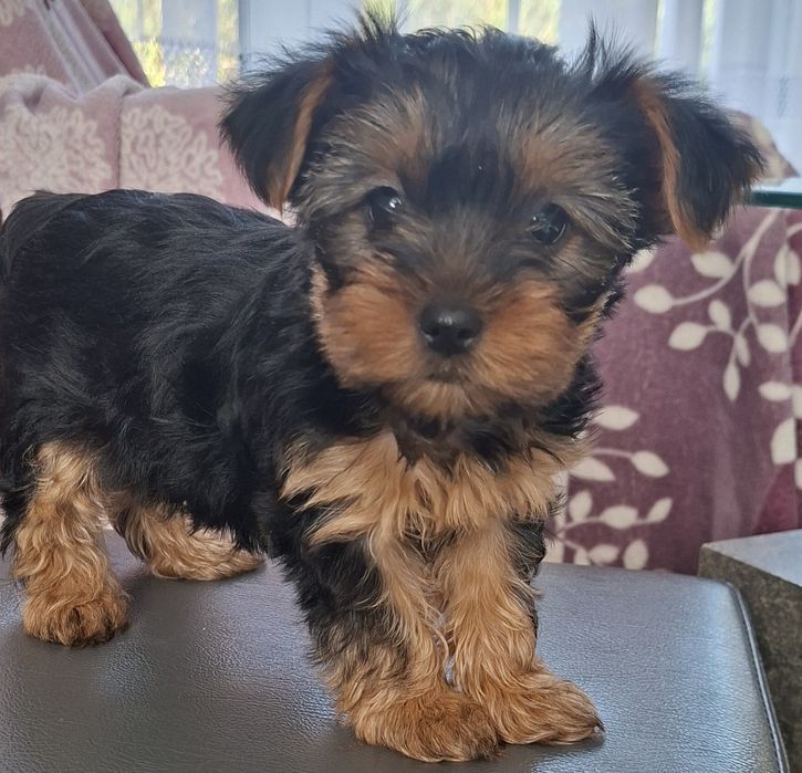 Yorkshire Terrier