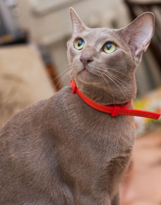 Допоможіть знайти нашу кішку. Винагорода! Пропала кішка