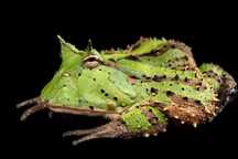 Ceratophrys Cornuta