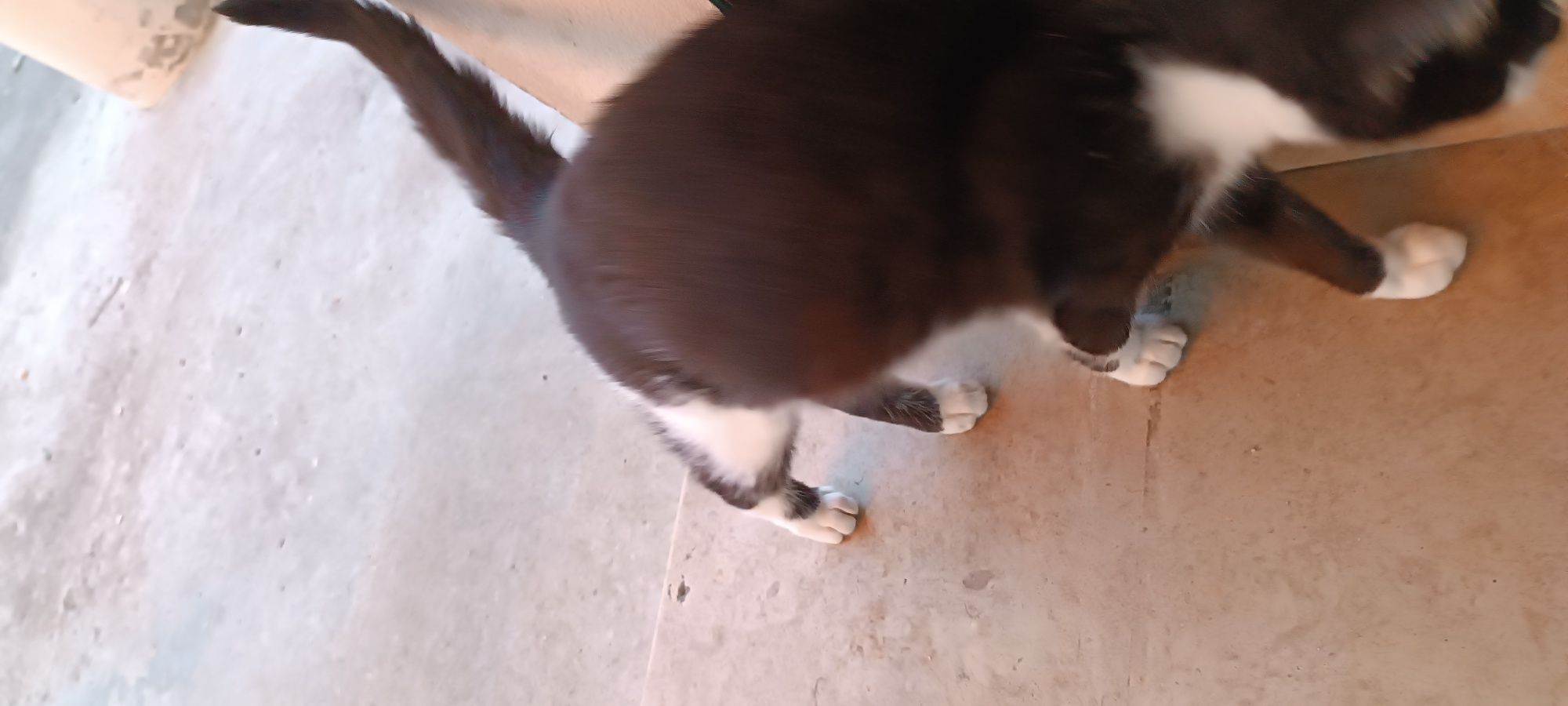 Gata para adoção