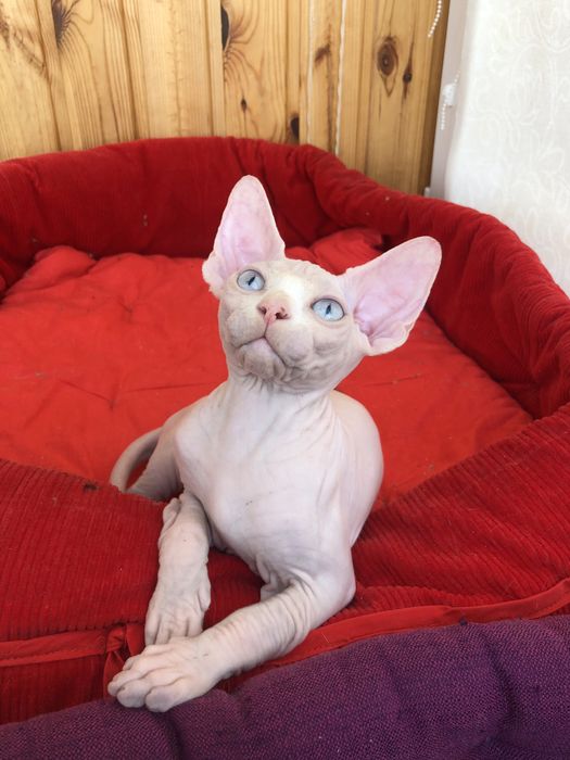 Девочка  голубоглазая