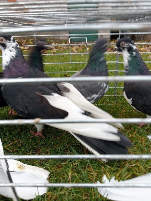 Murzyny zamojskie (roztoczańskie)