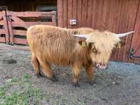 Bydło szkockie highland cattle