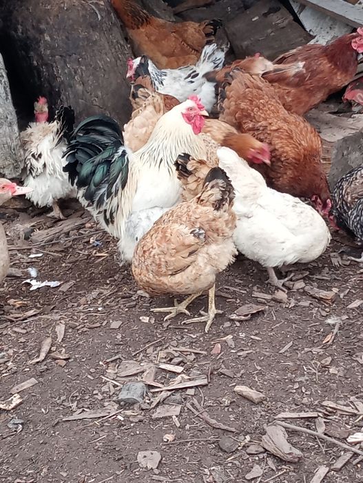 Jaja lęgowe mix ras