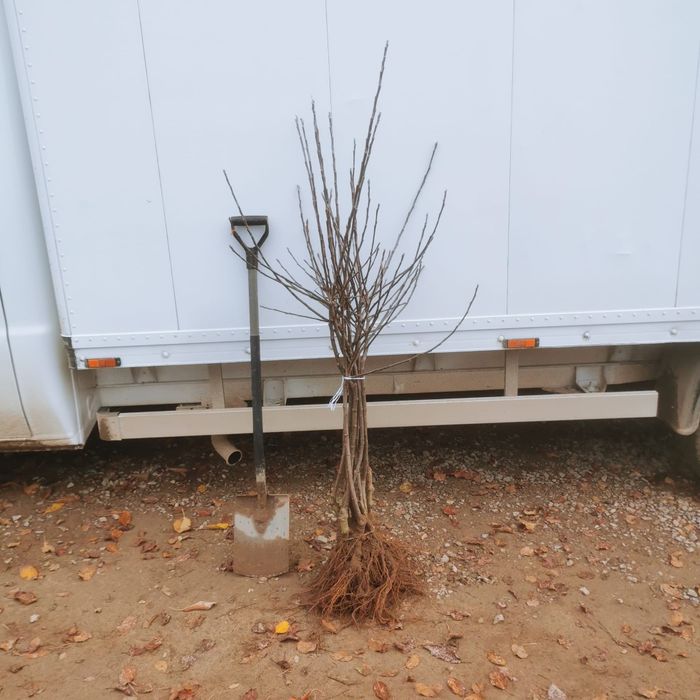 Drzewka Owocowe Producent Wysyłka