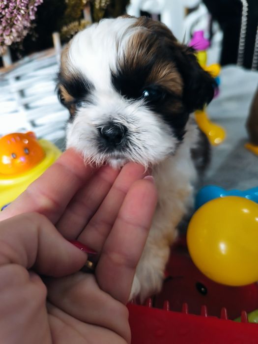 Suczka shih tzu po zdrowych rodzicach Zhpr UCI rodowód 4 pokoleniowy