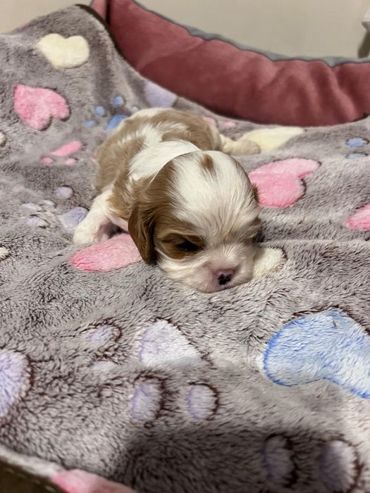 Cavalier King Charles Spaniel