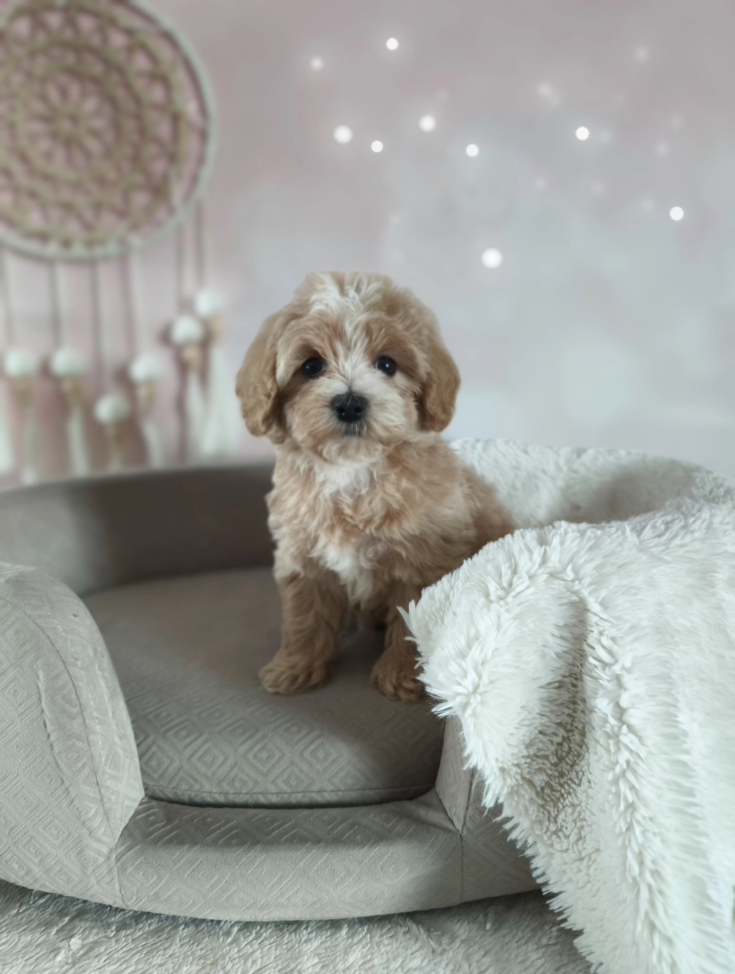 Cudowna suczka rasy maltipoo