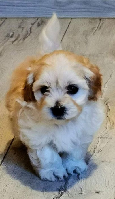 Maltipoo przesliczne