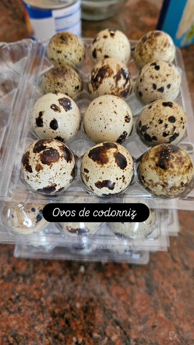 Ovos de codorniz gigante