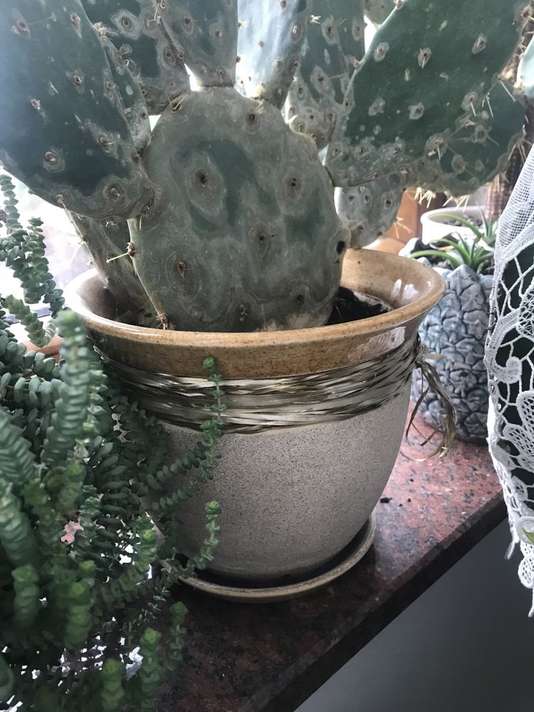 Kaktus zdrowy Opuncja