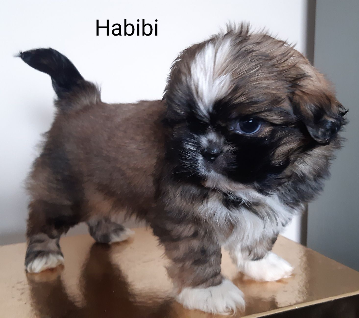 Shih-tzu szczeniak Habibi Green House