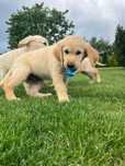 Golden retriever piesek