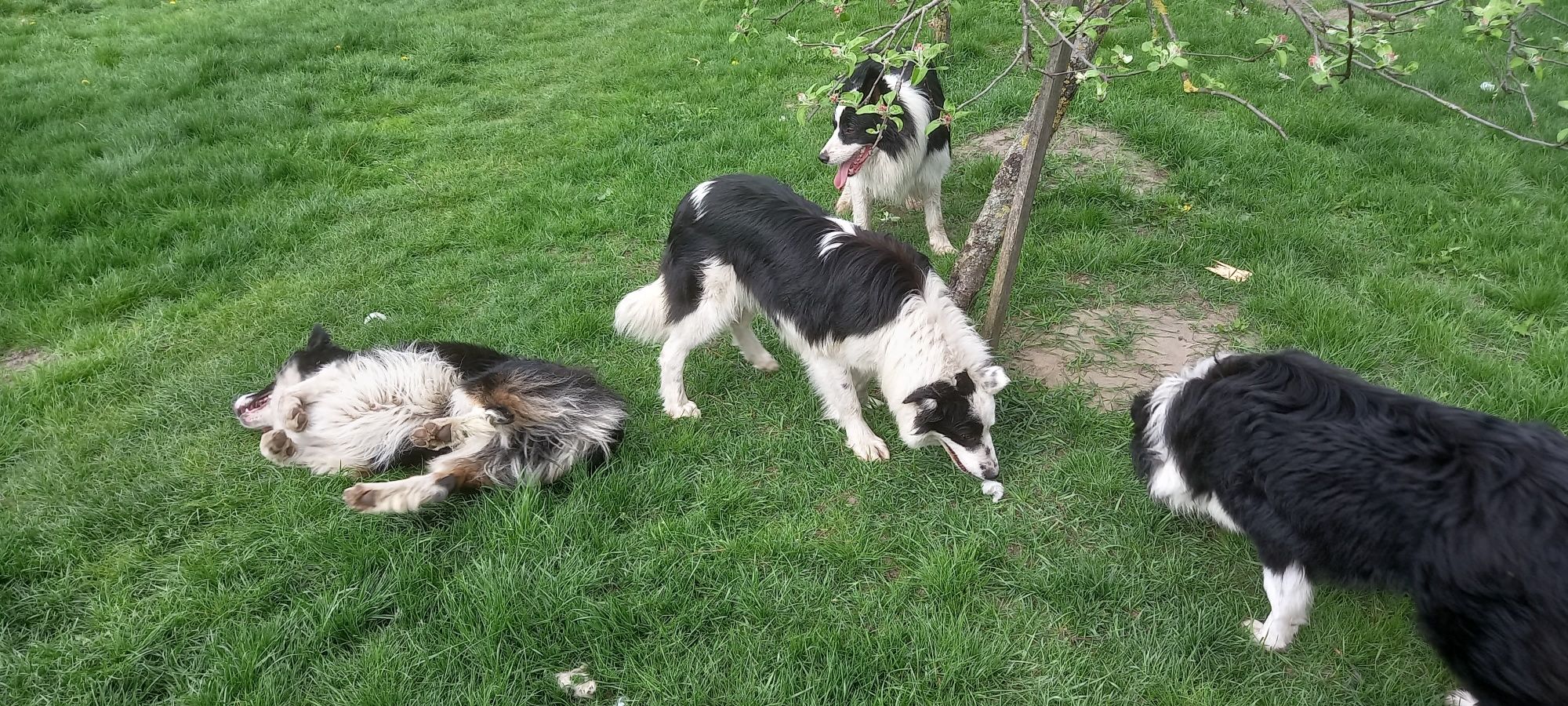 Border Collie szuka domu