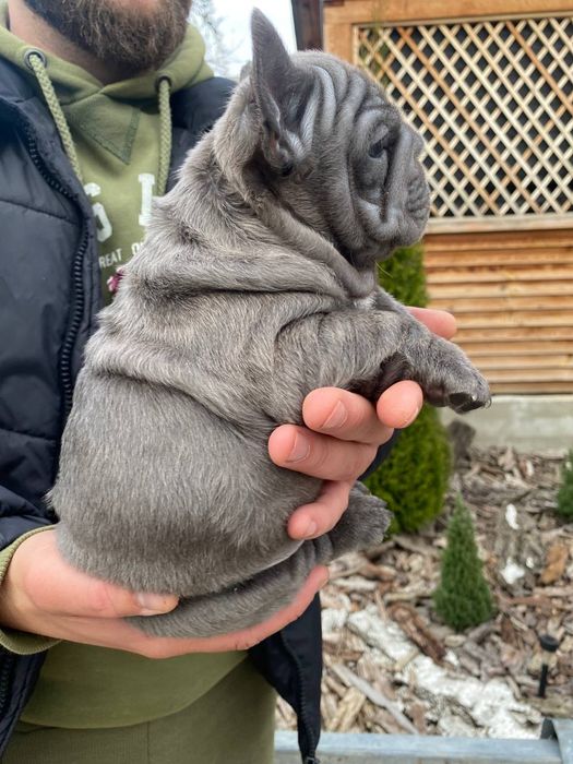 Французький бульдог міні,Біг-Роп