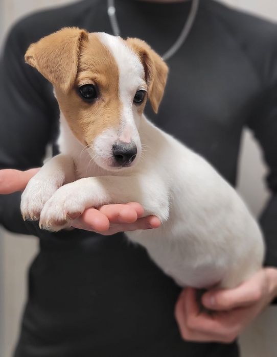 Jack Russell Terrier suczka