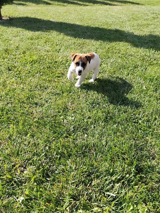 Śliczna sunia Jack Russell gładkowłosa
