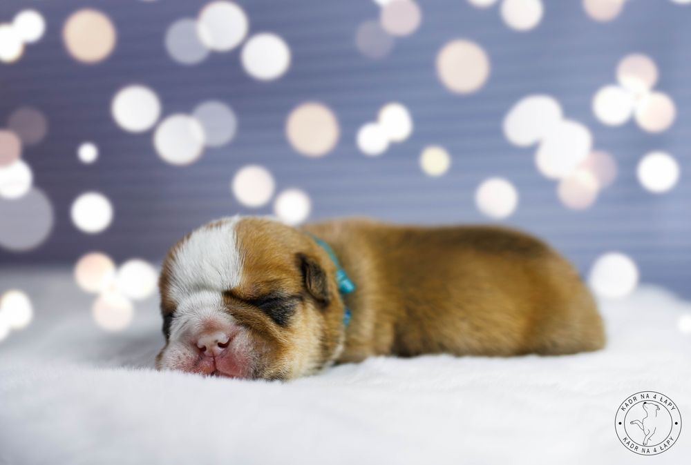 Buldog angielski chłopak FCI